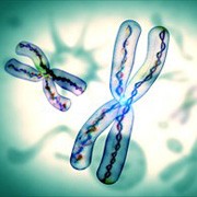 Telomere là những đoạn ADN ở cuối các nhiễm sắc thể