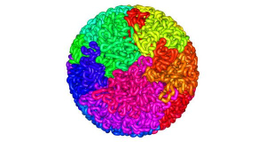 ADN khi được xếp vào trong tế bào sẽ tạo thành một cấu trúc gọi là quả cầu fractal