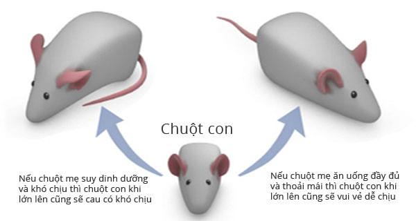 Thí nghiệm ngoại di truyền trên chuột