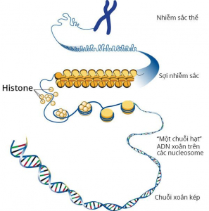 Cáp protein histone hỗ trợ cấu trúc cho nhiễm sắc thể