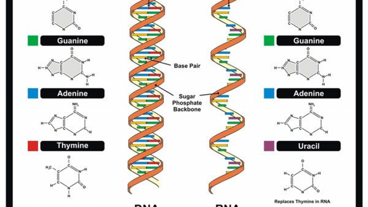 Đột biến gen là gì? Phần-1 — iDNA