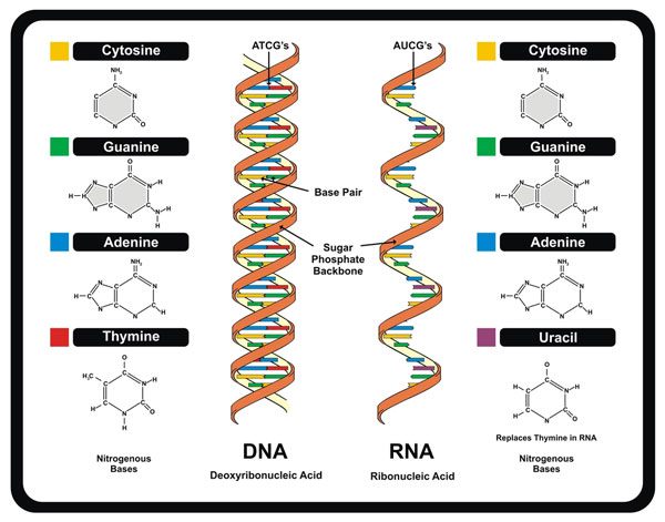 Bài 20 Thực hành Quan sát và lắp mô hình ADN  Sinh Học lớp 9