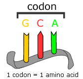 Một codon tương ứng một amino acid