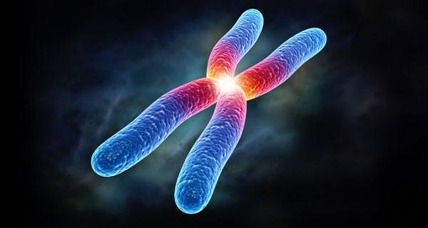 Các nhà khoa học đã tìm ra nguyên nhân tại sao nhiễm sắc thể X lại quá khác biệt so với các nhiễm sắc thể khác