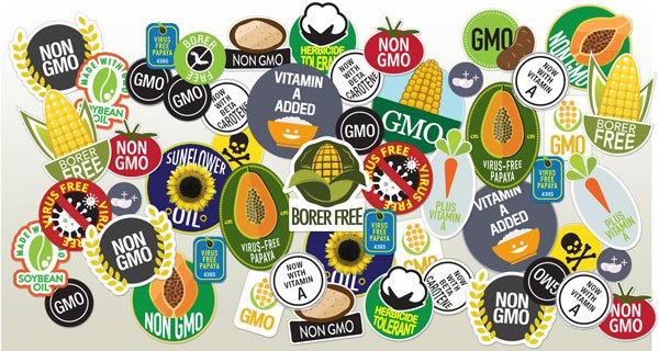 Nhãn GMO chỉ bắt buộc khi có khác biệt trong thành phần nguyên liệu